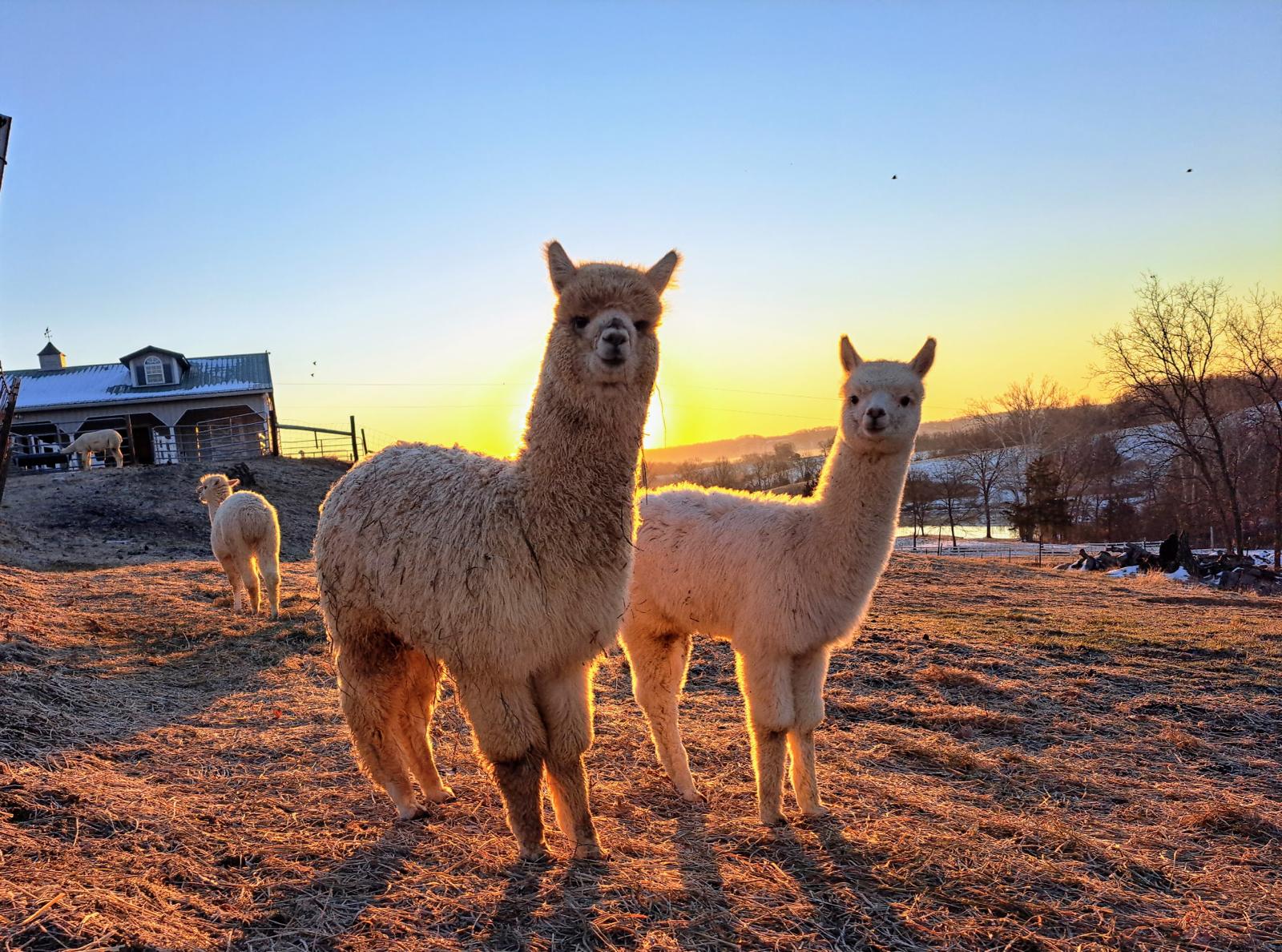 Alpaca Farm in Defiance, MO | Alpaca's Midwest — Tours, Sales & Fiber